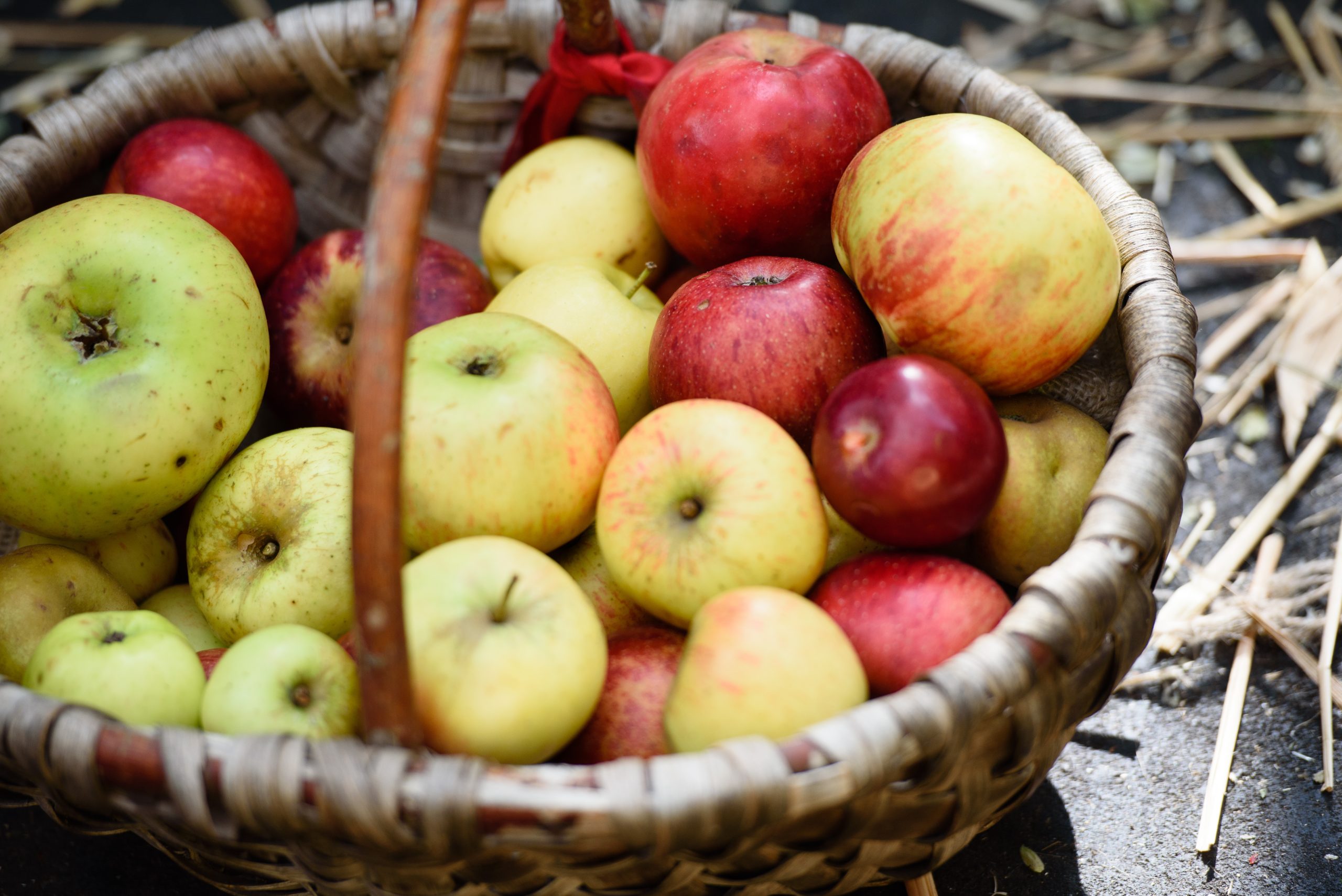 apples-festival-harvest-theatre